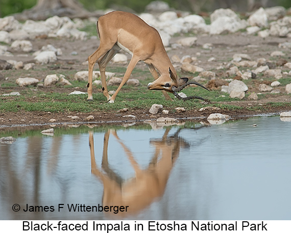 Black-faced Impala - © James F Wittenberger and Exotic Birding LLC