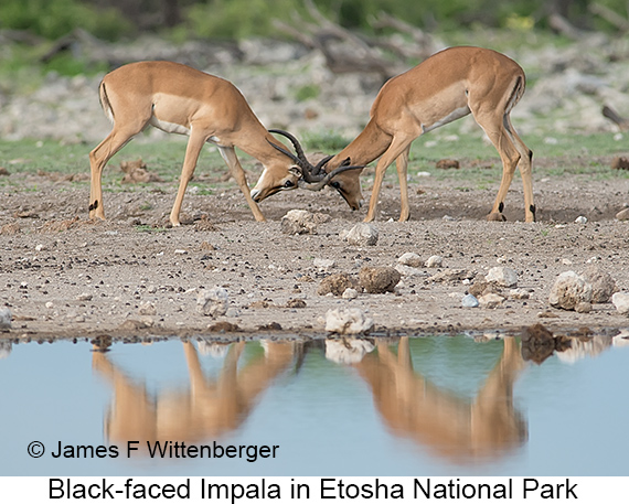 Black-faced Impala - © The Photographer and Exotic Birding LLC
