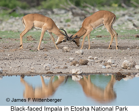 Black-faced Impala - © James F Wittenberger and Exotic Birding LLC Black-faced Impala - © James F Wittenberger and Exotic Birding LLC