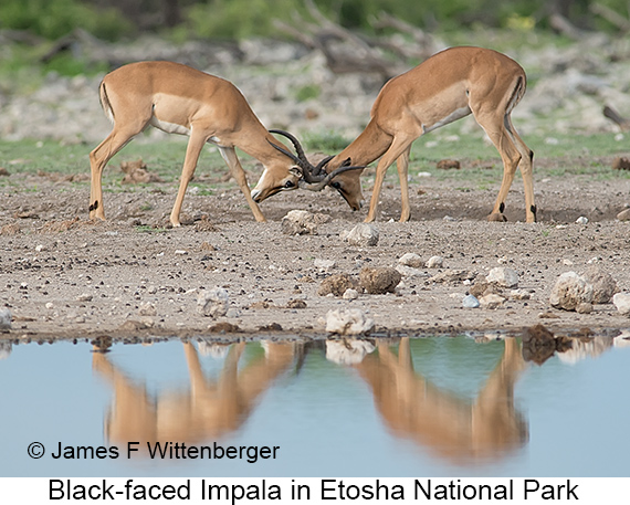 Black-faced Impala - © James F Wittenberger and Exotic Birding LLC