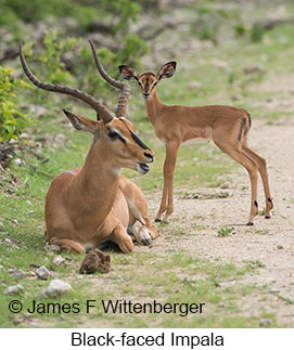 Black-faced Impala - © James F Wittenberger and Exotic Birding LLC