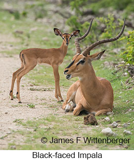 Black-faced Impala - &copy; James F Wittenberger and Exotic Birding LLC