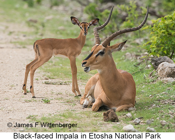 Black-faced Impala - © James F Wittenberger and Exotic Birding LLC
