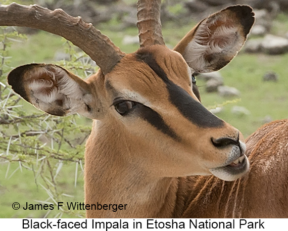 Black-faced Impala - © James F Wittenberger and Exotic Birding LLC