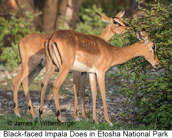 Black-faced Impala - © James F Wittenberger and Exotic Birding LLC