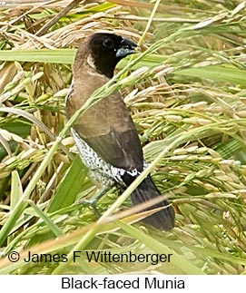 Black-faced Munia - © James F Wittenberger and Exotic Birding LLC