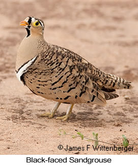 Black-faced Sandgrouse - © James F Wittenberger and Exotic Birding LLC