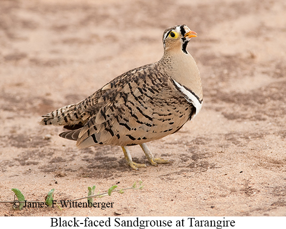 Black-faced Sandgrouse - © James F Wittenberger and Exotic Birding LLC