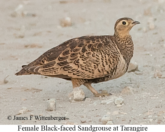 Black-faced Sandgrouse - © James F Wittenberger and Exotic Birding LLC