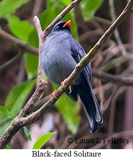 Black-faced Solitaire - © Laura L Fellows and Exotic Birding LLC