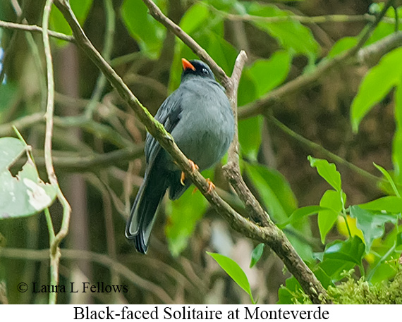 Black-faced Solitaire - &copy; James F Wittenberger and Exotic Birding LLC