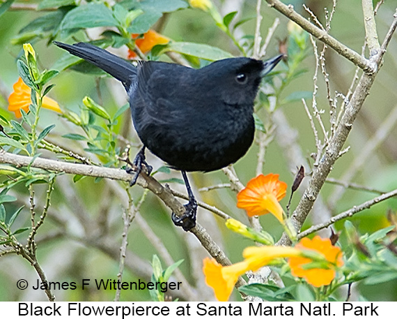 Black Flowerpiercer - © James F Wittenberger and Exotic Birding LLC