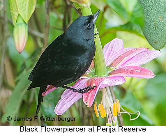 Black Flowerpiercer - © James F Wittenberger and Exotic Birding LLC
