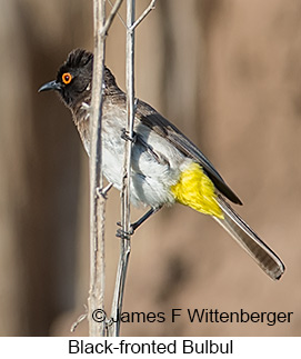 Black-fronted Bulbul - © James F Wittenberger and Exotic Birding LLC