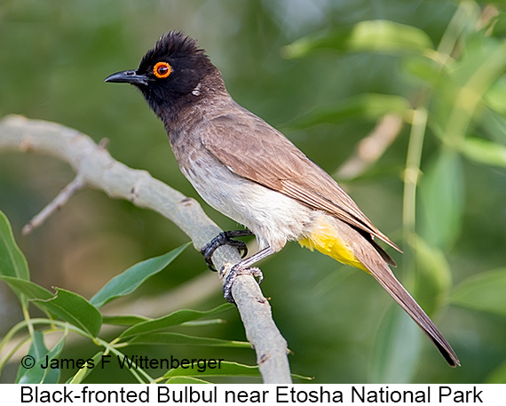 Black-fronted Bulbul - © James F Wittenberger and Exotic Birding LLC