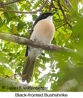 Black-fronted Bushshrike - © James F Wittenberger and Exotic Birding LLC