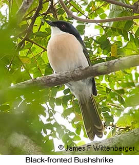 Black-fronted Bushshrike - © James F Wittenberger and Exotic Birding LLC