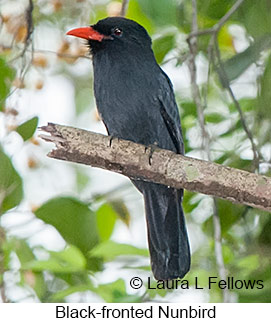 Black-fronted Nunbird - © Laura L Fellows and Exotic Birding LLC