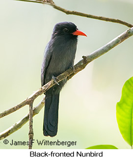 Black-fronted Nunbird - © James F Wittenberger and Exotic Birding LLC