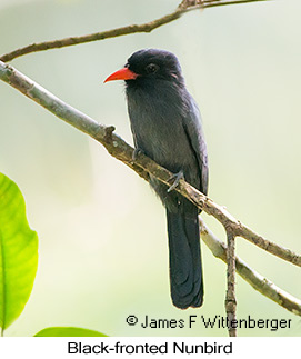 Black-fronted Nunbird - © James F Wittenberger and Exotic Birding LLC