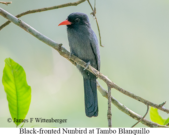 Black-fronted Nunbird - &copy; James F Wittenberger and Exotic Birding LLC