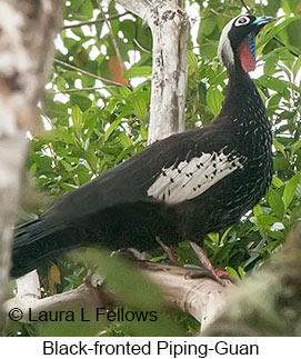 Black-fronted Piping-Guan - © Laura L Fellows and Exotic Birding LLC