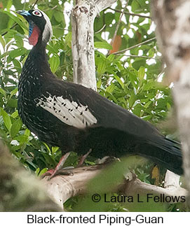 Black-fronted Piping-Guan - © Laura L Fellows and Exotic Birding LLC Black-fronted Piping-Guan - © Laura L Fellows and Exotic Birding LLC