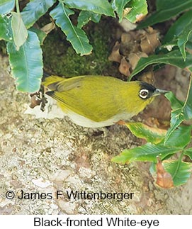 Black-fronted White-eye - © James F Wittenberger and Exotic Birding LLC