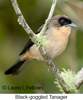 Black-goggled Tanager - © Laura L Fellows and Exotic Birding LLC