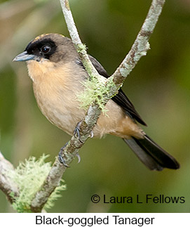 Black-goggled Tanager - © Laura L Fellows and Exotic Birding LLC