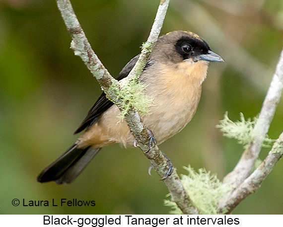 Black-goggled Tanager - © Laura L Fellows and Exotic Birding LLC