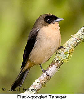 Black-goggled Tanager - © Laura L Fellows and Exotic Birding LLC