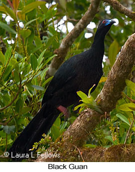 Black Guan - &copy; Laura L Fellows and Exotic Birding Tours