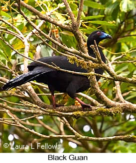 Black Guan - &copy; Laura L Fellows and Exotic Birding Tours
