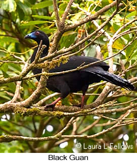 Black Guan - &copy; Laura L Fellows and Exotic Birding Tours