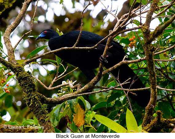 Black Guan - &copy; Laura L Fellows and Exotic Birding Tours