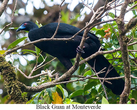 Black Guan - © James F Wittenberger and Exotic Birding LLC