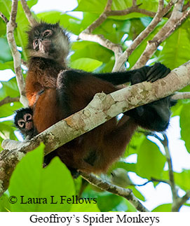 Black-handed Spider Monkey - © Laura L Fellows and Exotic Birding LLC
