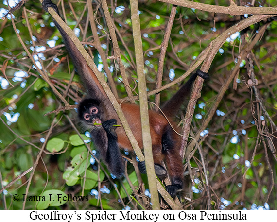 Black-handed Spider Monkey - © James F Wittenberger and Exotic Birding LLC