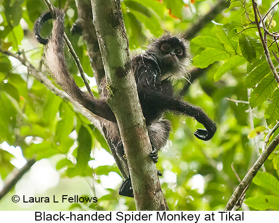 Black-handed Spider Monkey - © James F Wittenberger and Exotic Birding LLC