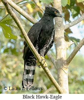 Black Hawk-Eagle - © Laura L Fellows and Exotic Birding LLC