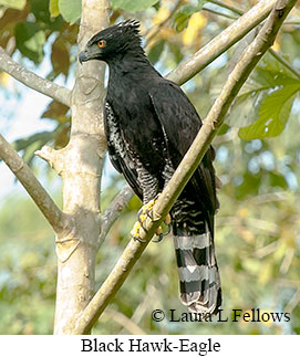 Black Hawk-Eagle - © Laura L Fellows and Exotic Birding LLC