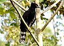 Black Hawk-Eagle - © Laura L Fellows and Exotic Birding LLC