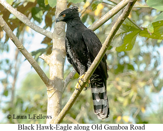 Black Hawk-Eagle - © Laura L Fellows and Exotic Birding LLC