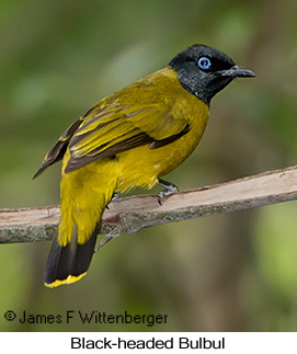 Black-headed Bulbul - © James F Wittenberger and Exotic Birding LLC