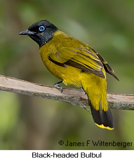 Black-headed Bulbul - © James F Wittenberger and Exotic Birding LLC