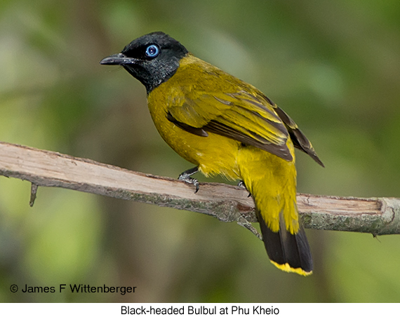 Black-headed Bulbul - © James F Wittenberger and Exotic Birding LLC