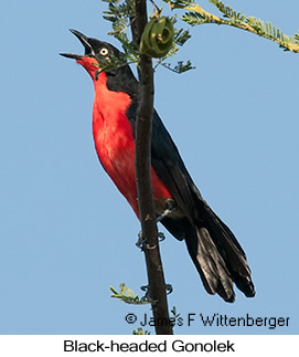 Black-headed Gonolek - © James F Wittenberger and Exotic Birding LLC