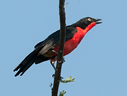 Black-headed Gonolek - © James F Wittenberger and Exotic Birding LLC