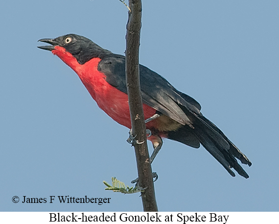 Black-headed Gonolek - © James F Wittenberger and Exotic Birding LLC